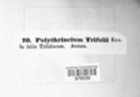 Polythrincium trifolii image